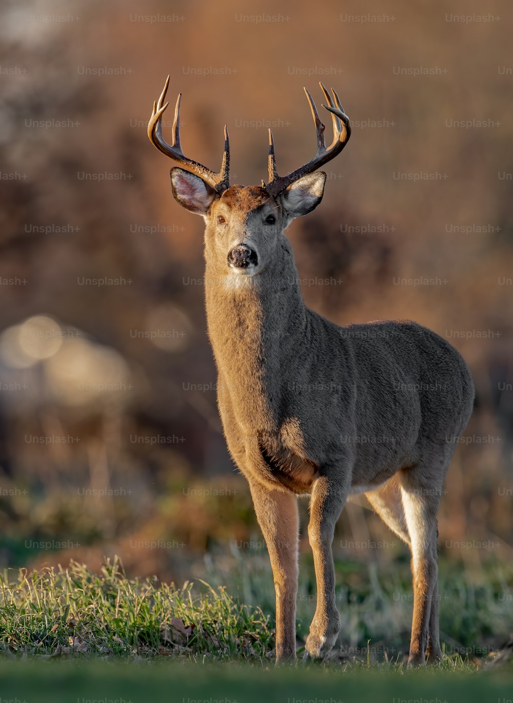 A White-tailed Deer in Pennsylvania