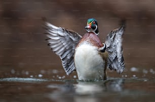 A male wood duck in a Pennsylvania stream.