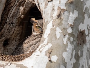 A great horned owl in Florida