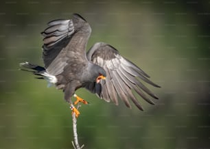 A snail kite in southern Florida