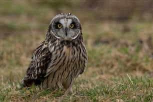 A short-eared owl portrait