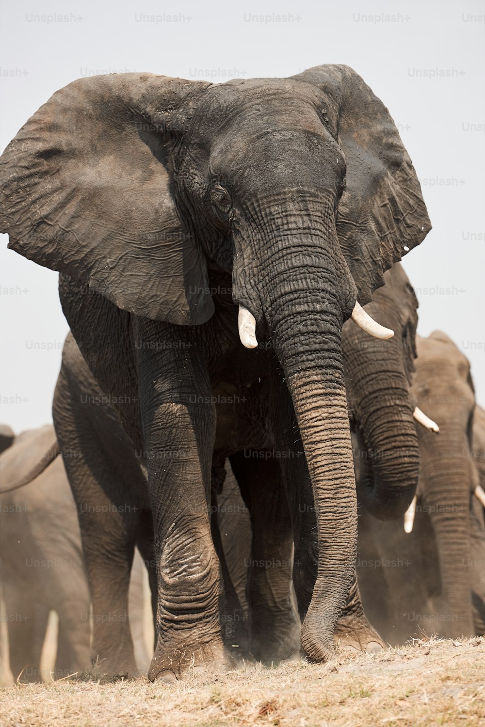 In Botswana, during the dry season, a herd of majestic elephants approaching.