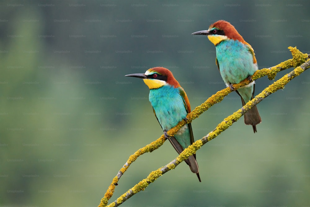 Two colorful European bee-eaters (Merops apiaster) perched on a small branch.