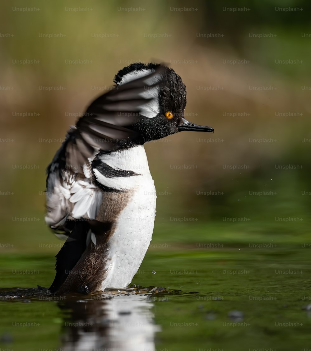 A drake Hooded Merganser Portrait