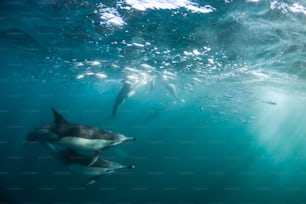 Um casal de golfinhos na África do Sul