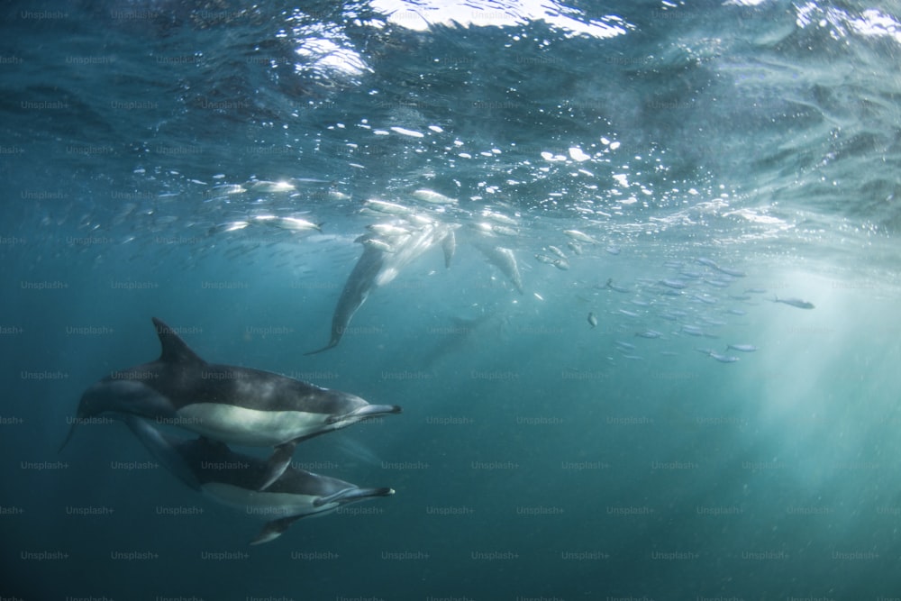 Um casal de golfinhos na África do Sul