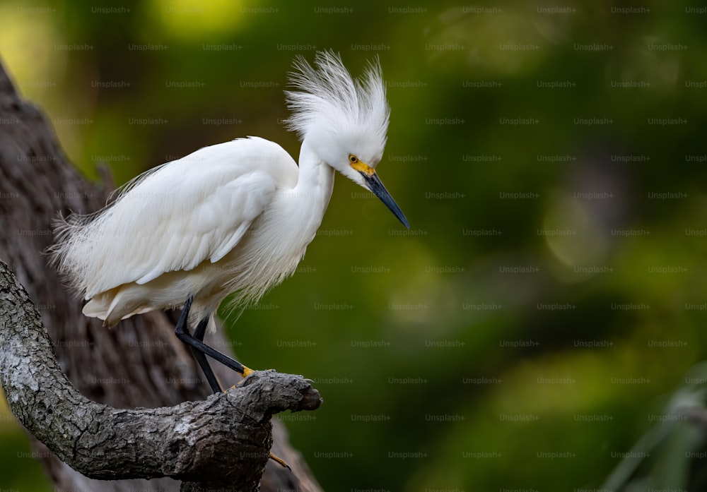 Aigrette neigeuse dans le nord de la Floride