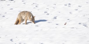 Un coyote a Banff, Canada.