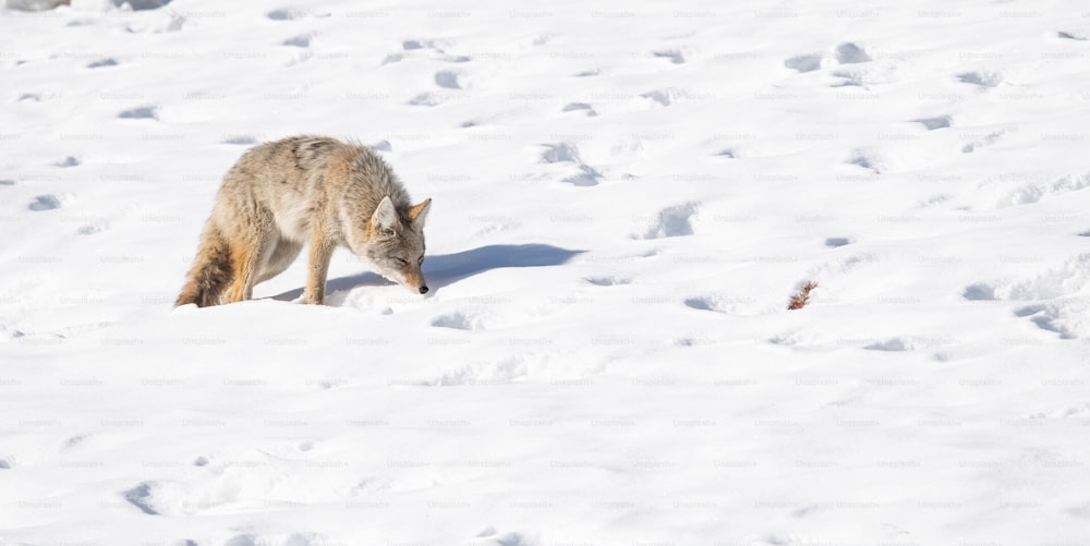 A coyote in Banff, Canada.