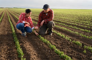 Young farmers examing planted young soy in spring