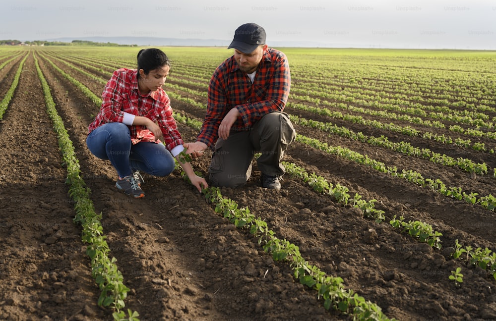 Young farmers examing planted young soy in spring