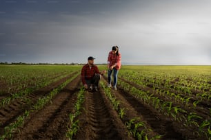 Giovani agricoltori che esaminano il mais piantato in primavera