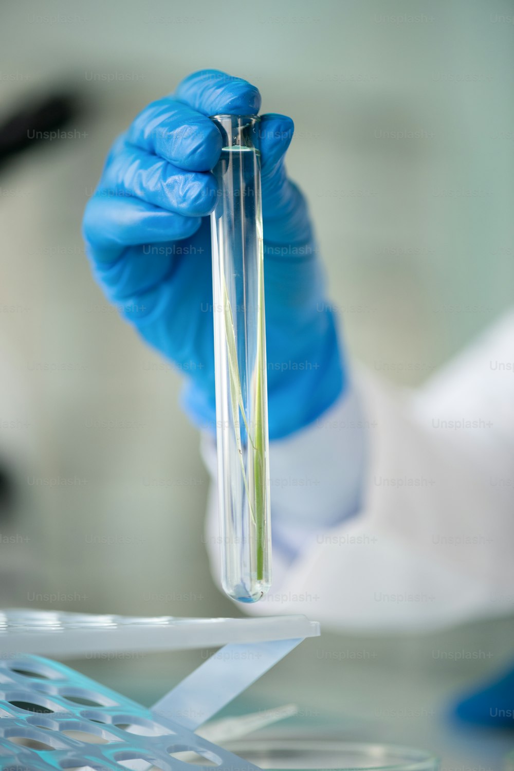 Nahaufnahme eines nicht wiederzuerkennenden Biologen in blauen Latexhandschuhen, der ein Experiment mit Grashalm im Reagenzglas hält