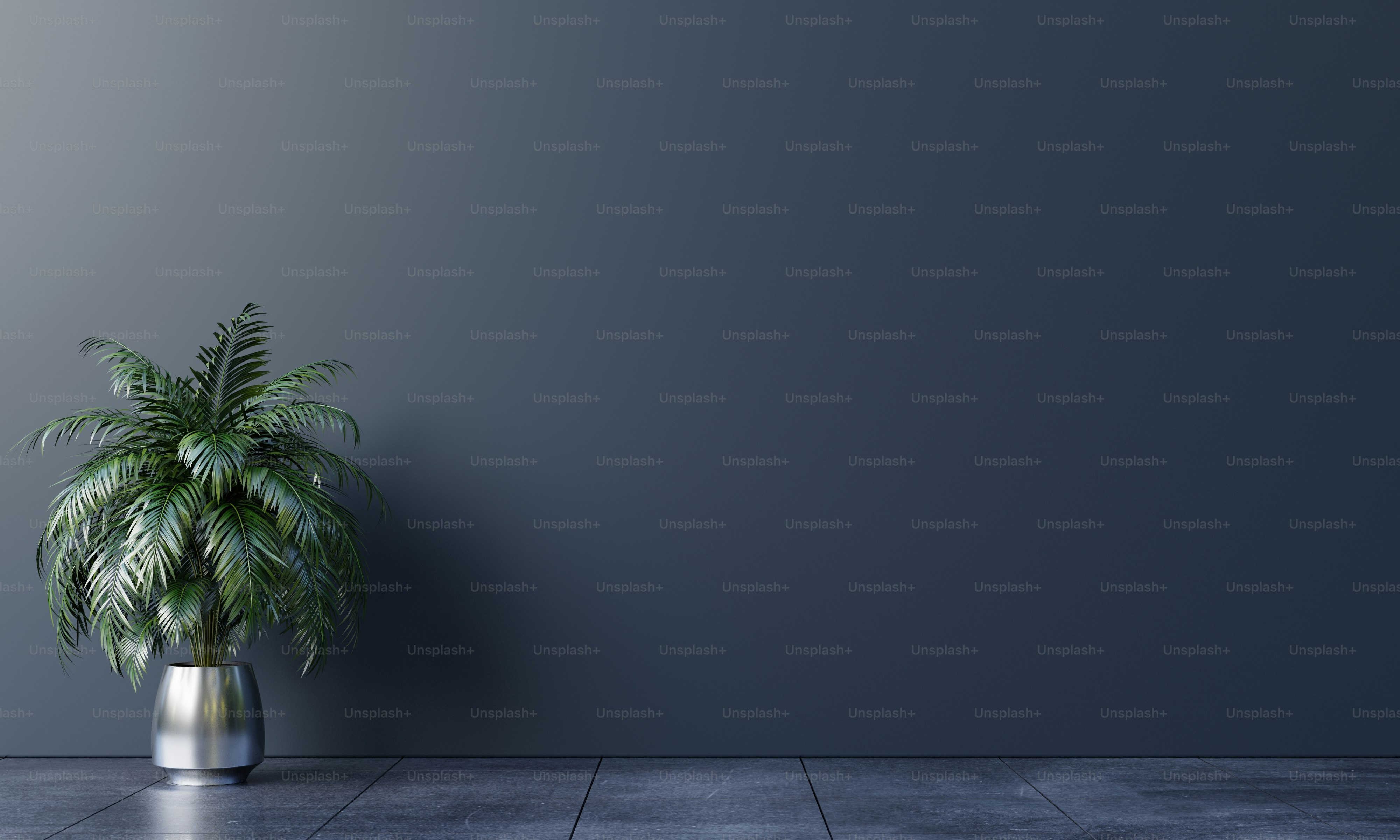 Dark wall empty room with plants on a floor,3D rendering photo