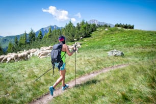 Muchacha en una caminata de montaña pasa cerca de un rebaño de ovejas