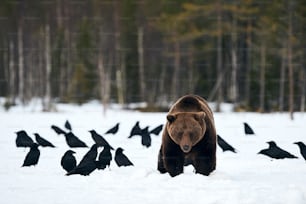 Urso pardo na neve à procura de comida cercada por corvos.