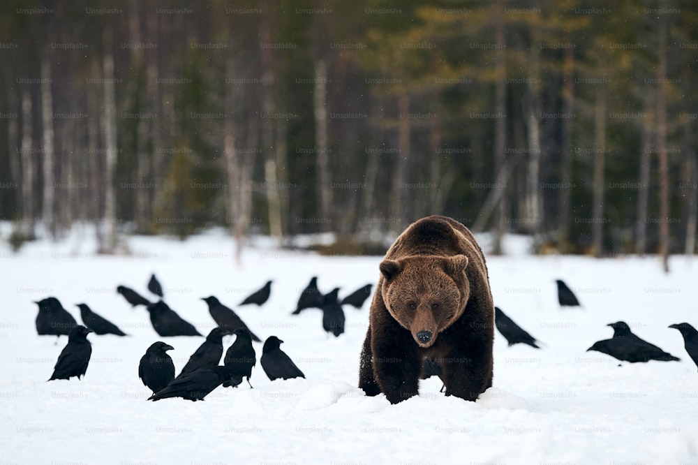 Braunbär im Schnee auf Nahrungssuche, umgeben von Raben.