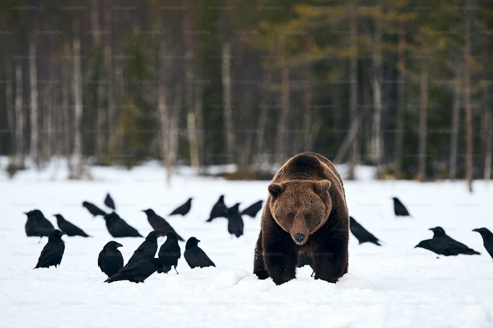 Brown bear in the snow looking for food surrounded by ravens.