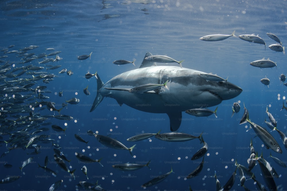 A Great White Shark in Guadalupe Island in Mexico