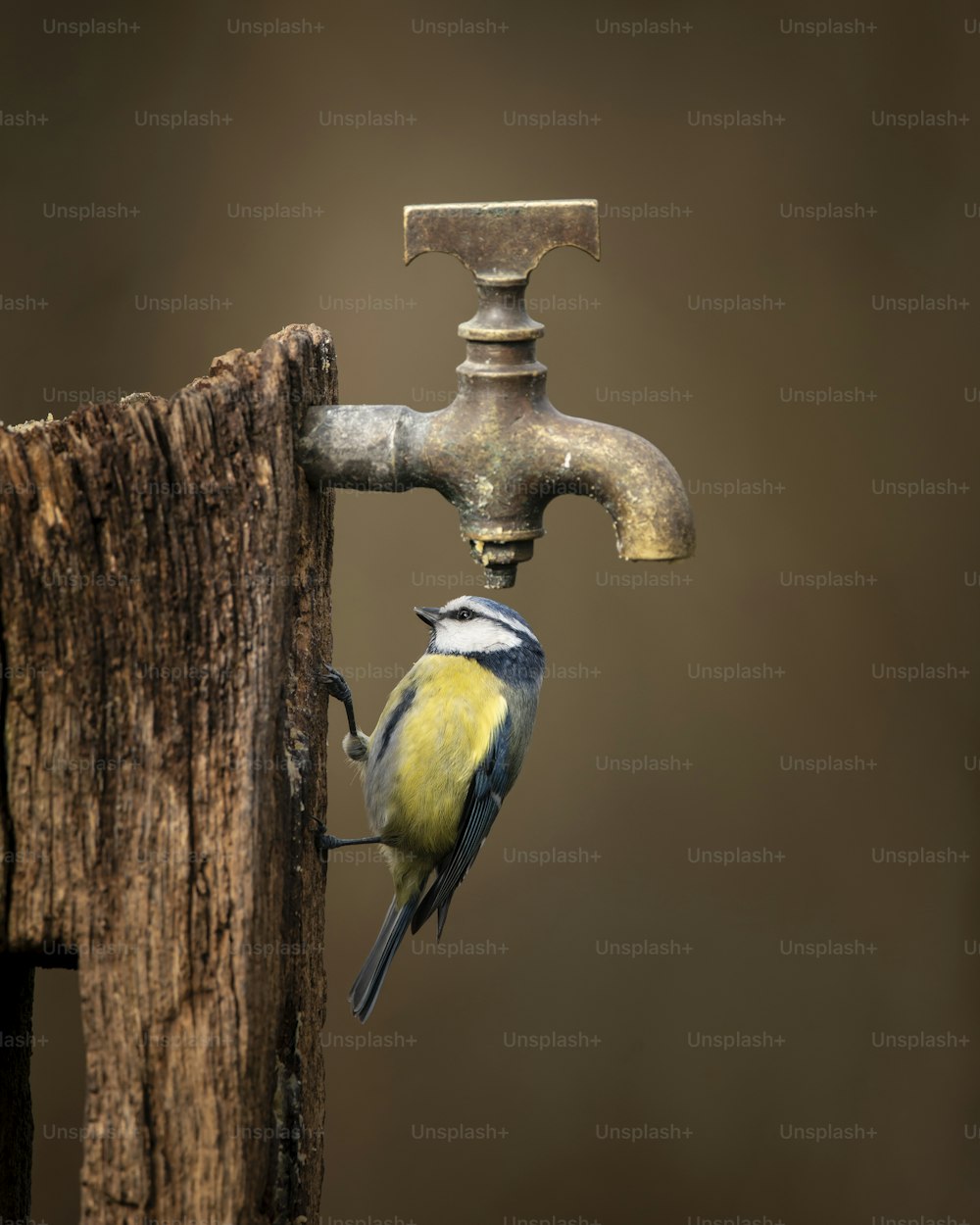 Bella immagine dell'uccello Cinciallegra Cyanistes Caeruleus su palo di legno con rubinetto dell'acqua arrugginito sotto il sole primaverile e la pioggia in giardino