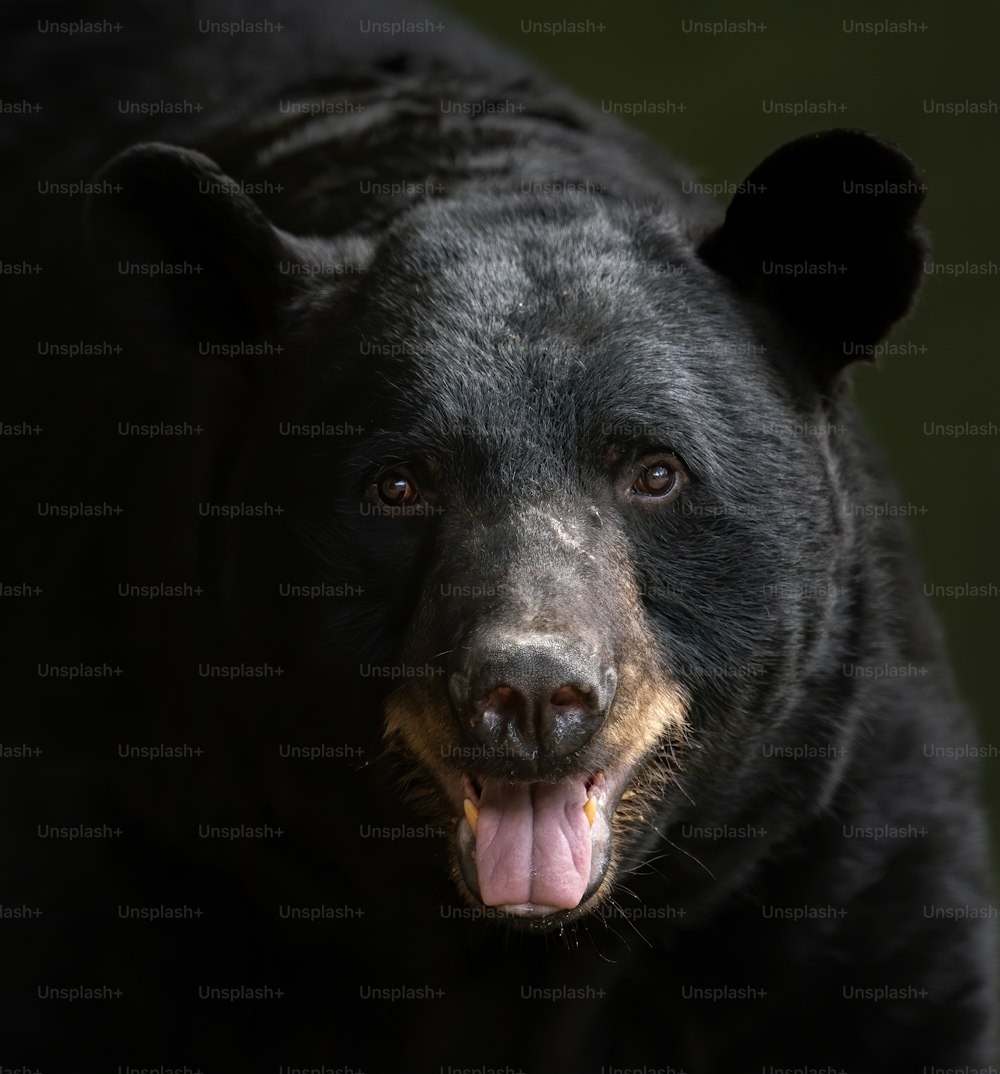999+ Black Bear Pictures  Download Free Images on Unsplash