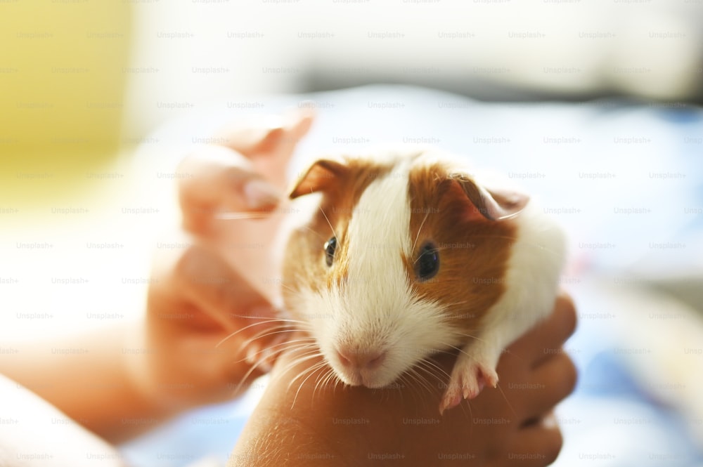 a person holding a small brown and white hamster