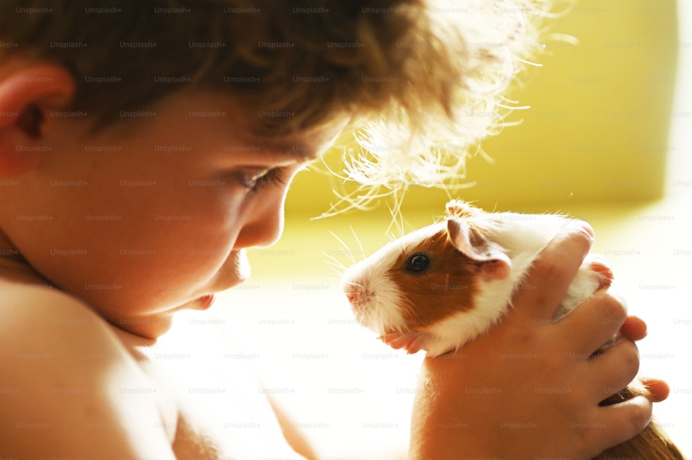 Ein kleiner Junge, der einen braunen und weißen Hamster hält