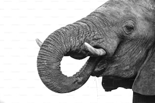 보츠와나 초베 국립공원에 있는 아프리카 코끼리의 세부 사항을 닫습니다.