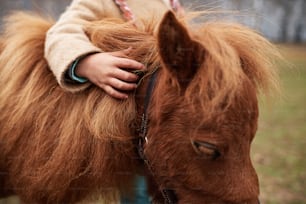 Close up shot of unrecognizable child gently touching cute chestnut pony mane