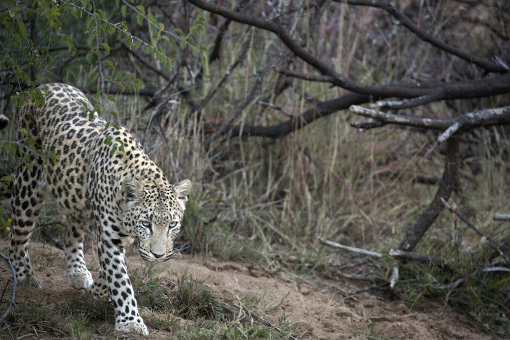 A leopard hunting in undergrowth in Etosha national Park, Namibia.