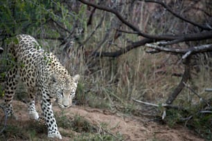 Un leopardo cazando en la maleza en el Parque Nacional de Etosha, Namibia.