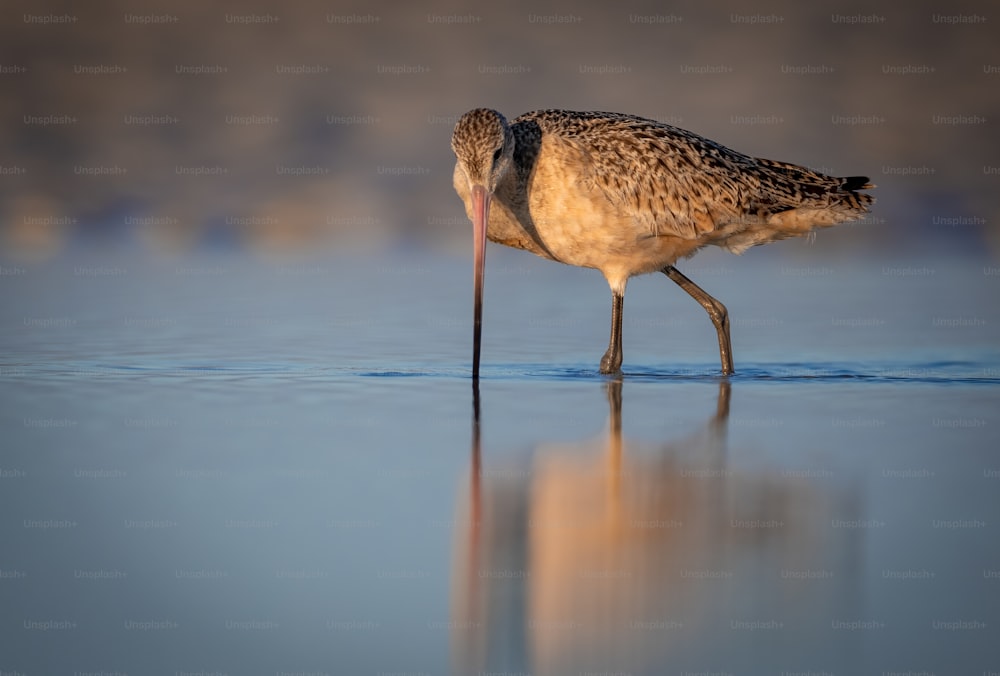 A Marbled Godwit in Florida