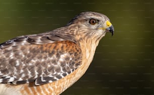 Red Shouldered Hawk in Florida