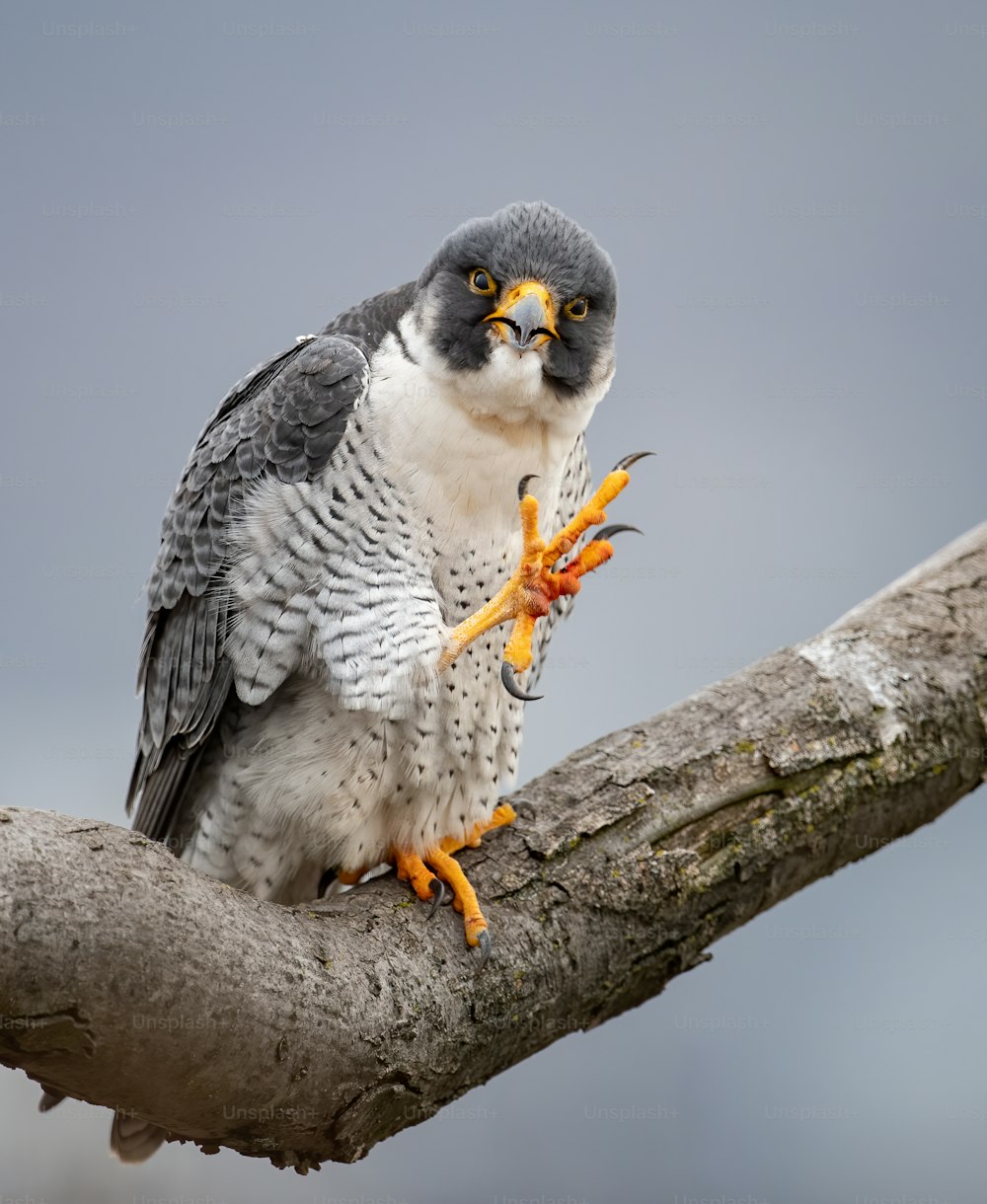 A peregrine falcon in New Jersey