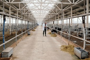 Veterinário de gado em jaleco usando comprimido ao examinar a nutrição de vacas em grande fazenda