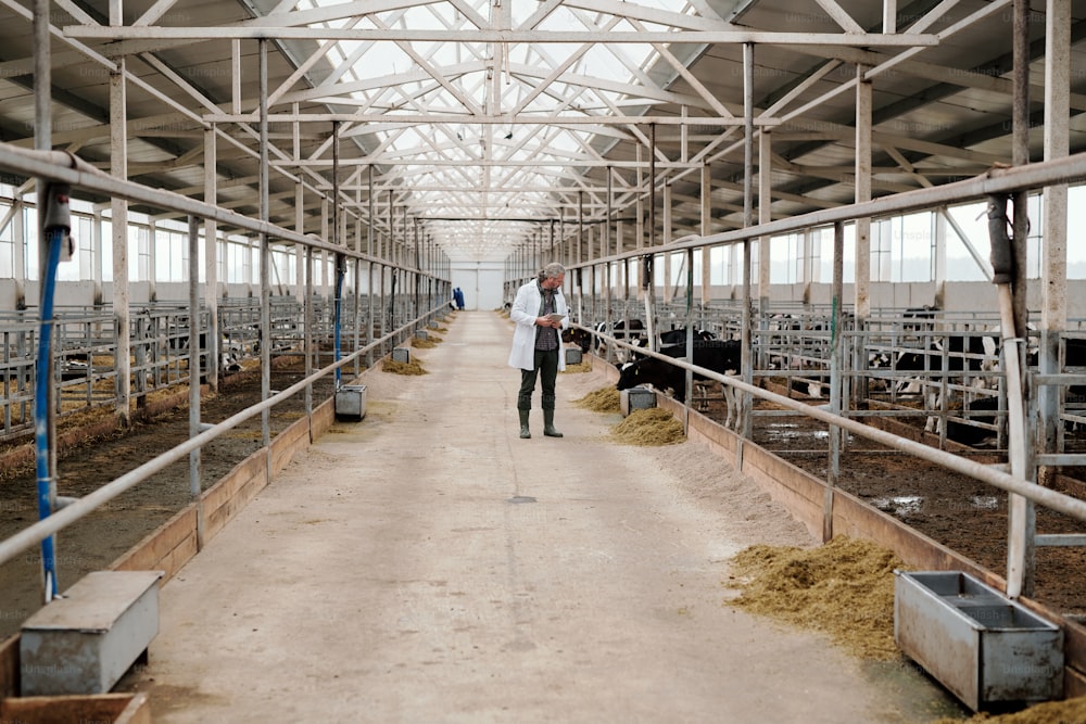 Veterinario del bestiame in camice da laboratorio che utilizza la compressa mentre esamina la nutrizione delle mucche in una grande azienda agricola