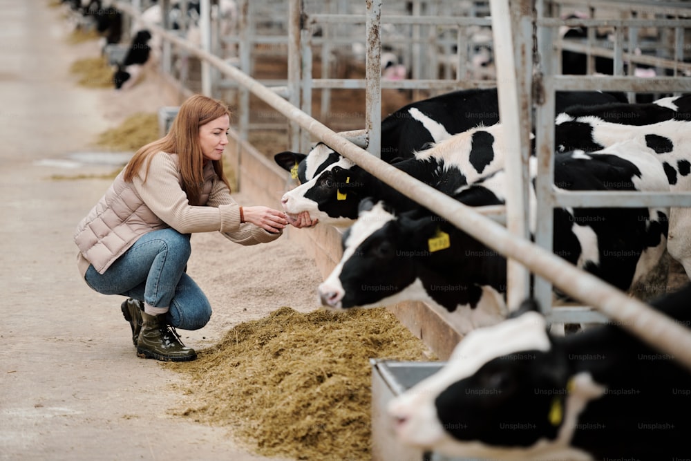 Atractiva mujer pelirroja agachada cerca de la vaca y revisando su boca mientras cuida de las vacas en la granja