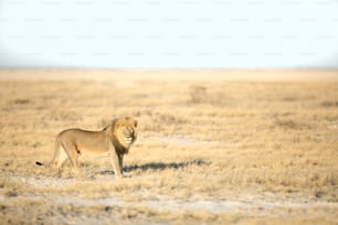 Um leão macho em patrulha no Parque Nacional de Etosha, Namíbia.