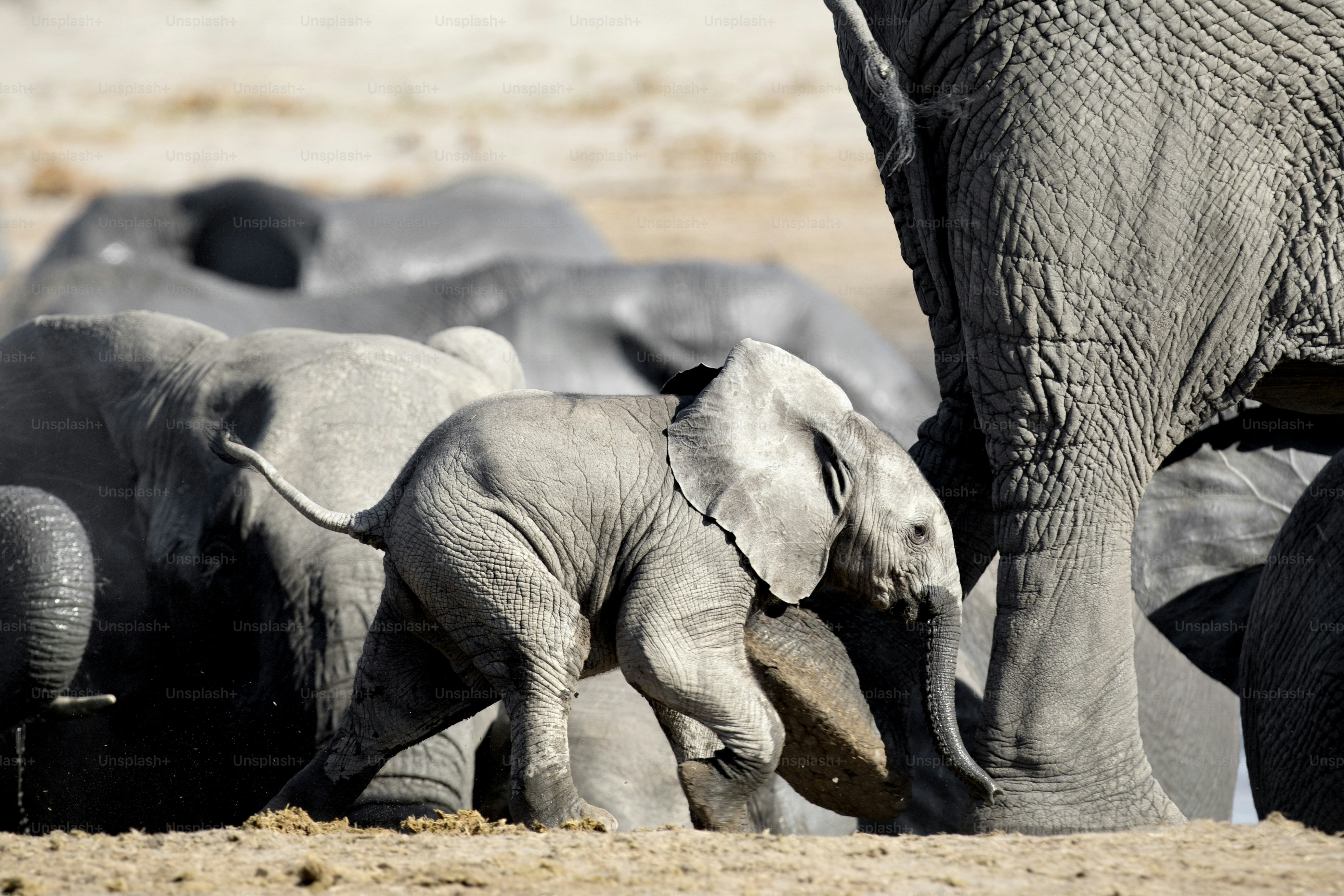 Ein junges Elefantenkalb spielt in der Nähe seiner Herde im Etosha Nationalpark, Namibia
