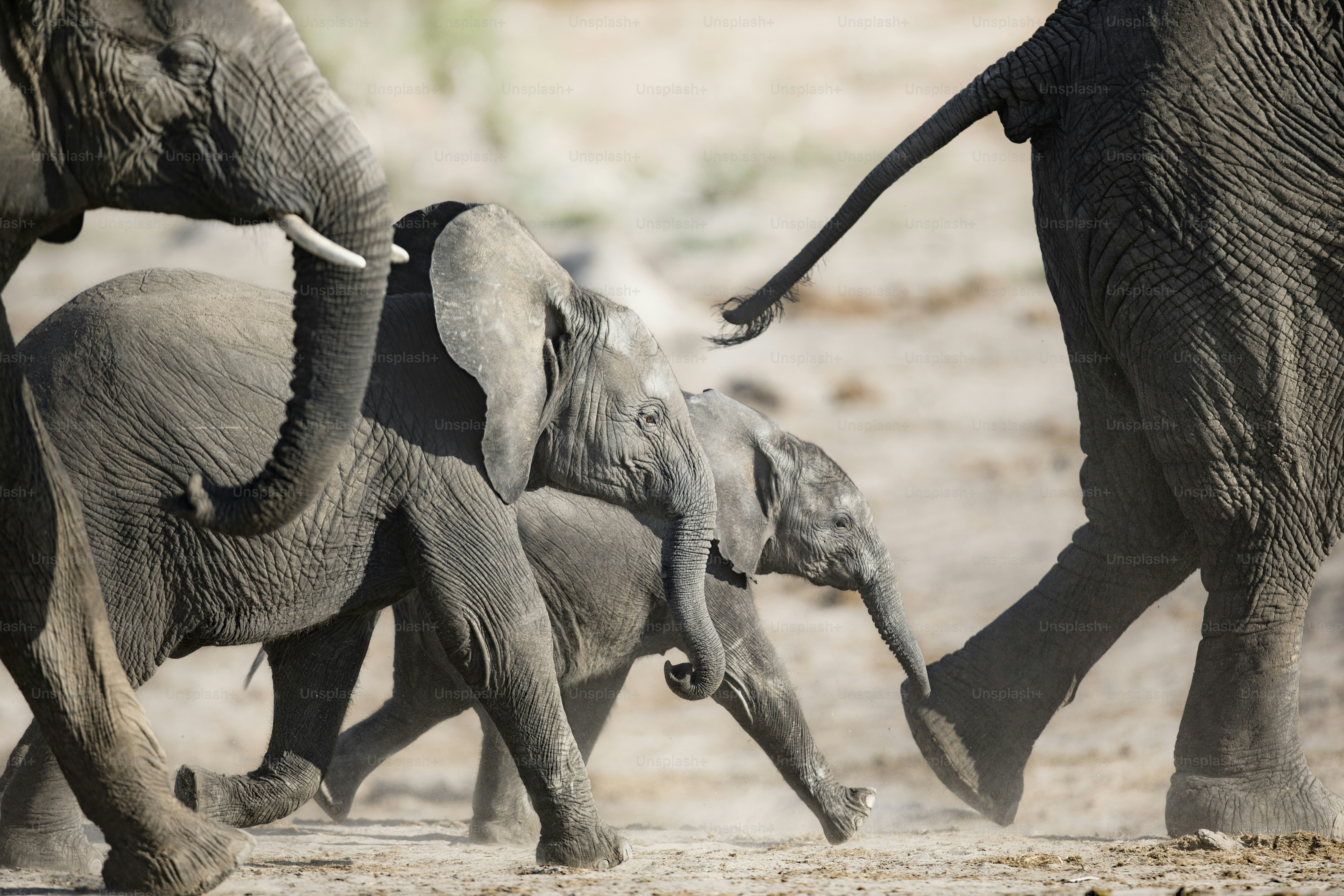 Ein junges Elefantenkalb spielt in der Nähe seiner Herde im Etosha Nationalpark, Namibia