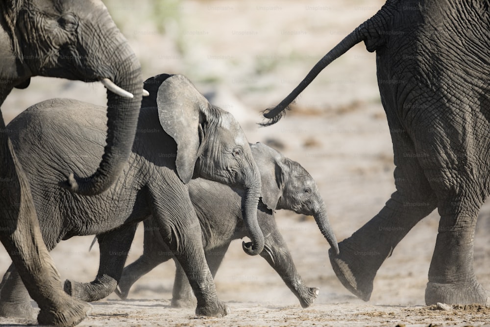 A young Elephant calf plays near its herd in Etosha National Park, Namibia