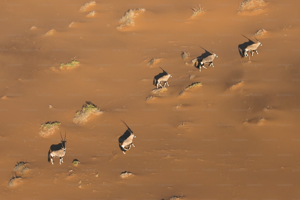 Oryx ou Gemsbok nas dunas de areia vermelha de Sossusvlei, Namíbia.