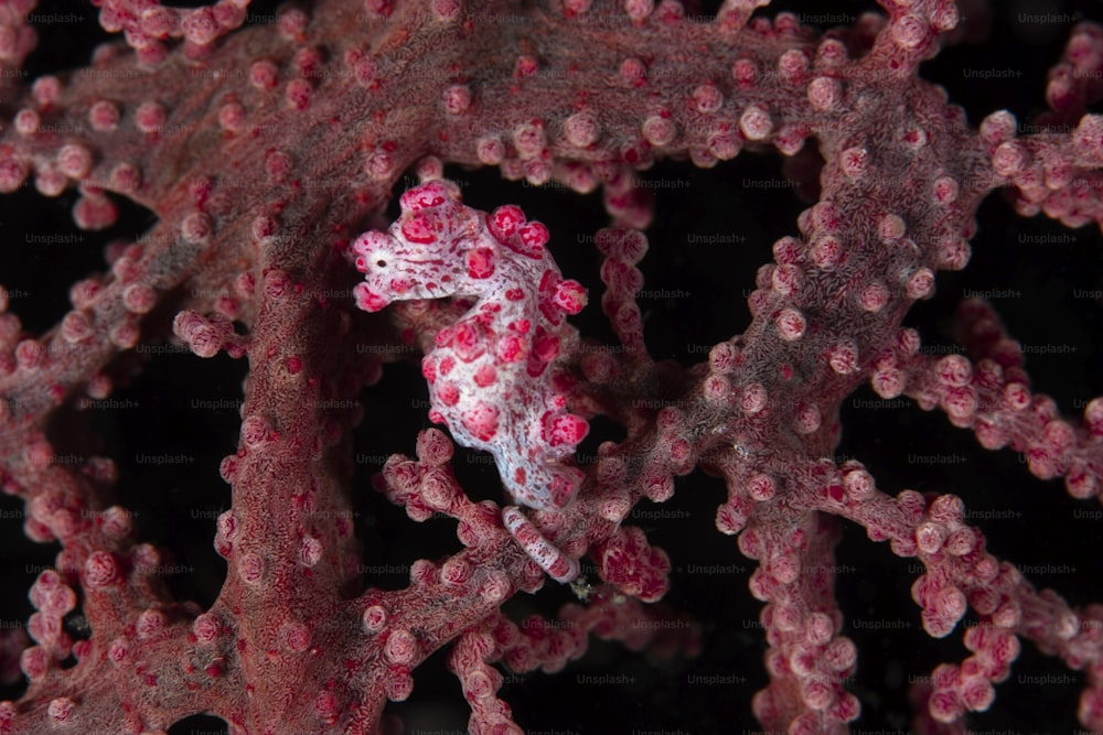 인도네시아 렘베 해협의 피그미 해마