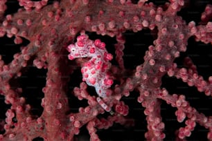 Un caballito de mar pigmeo en el estrecho de Lembeh en Indonesia