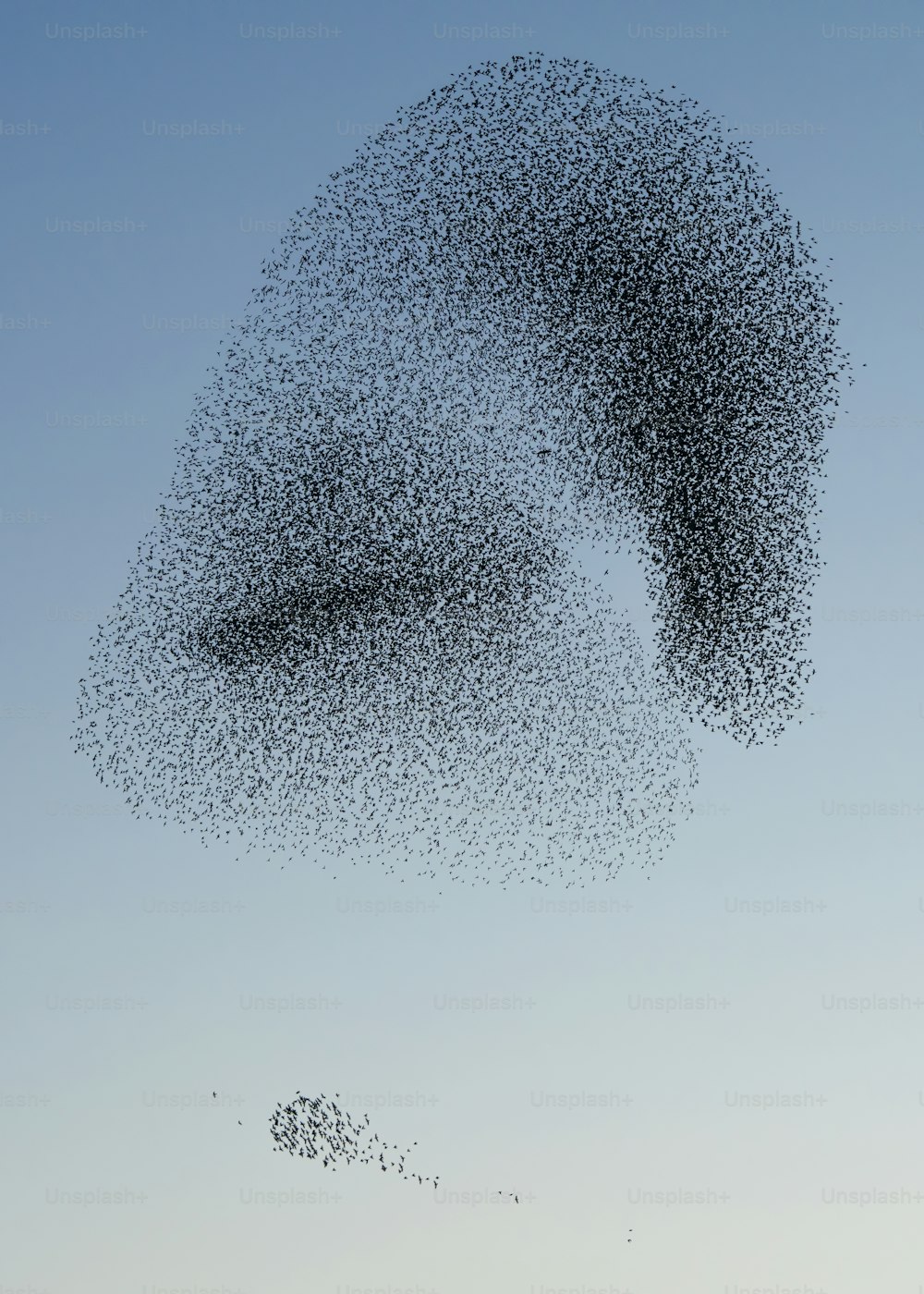 Beau grand troupeau d’étourneaux (Sturnus vulgaris), Geldermalsen aux Pays-Bas. En janvier et février, des centaines de milliers d’étourneaux se sont rassemblés dans d’immenses nuages.  Murmures d’étourneaux !