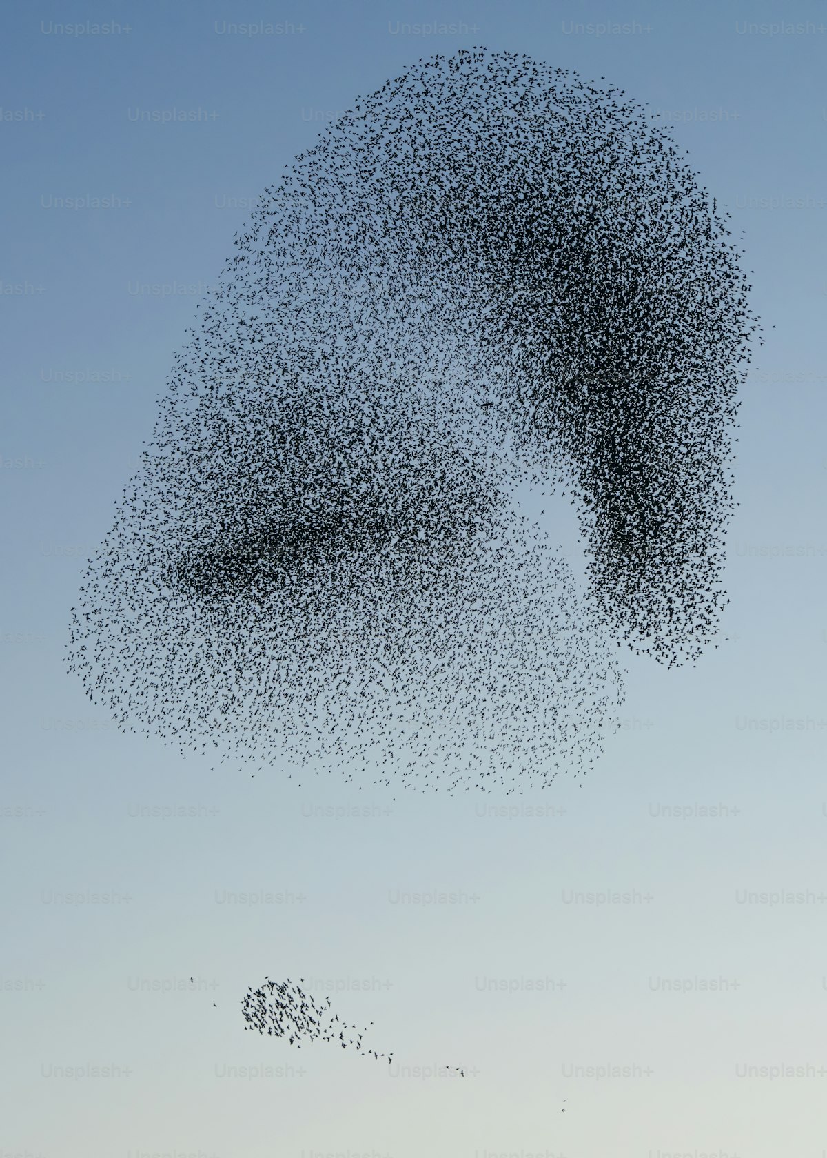 Starling murmuration shifting in cloud-like formations, emergence / ecological-belonging register