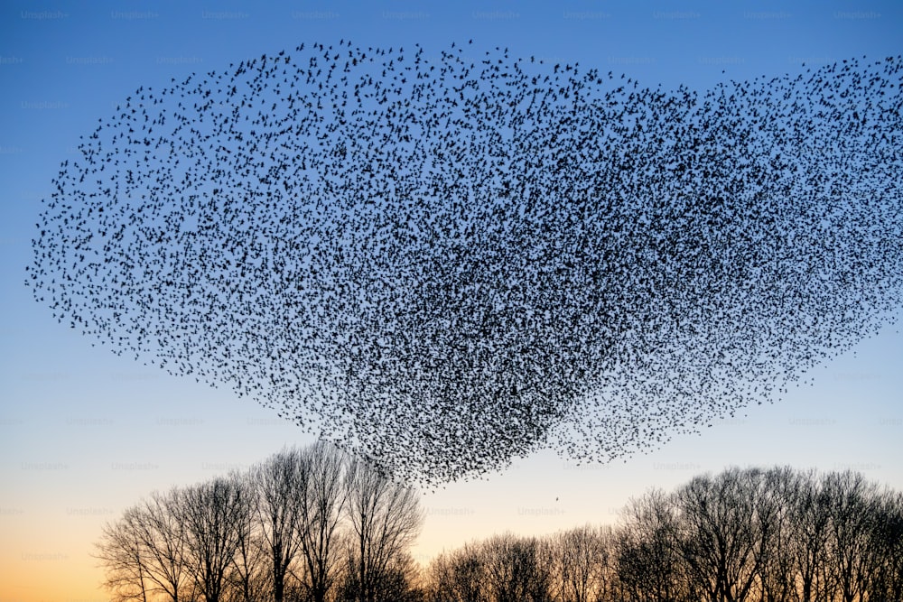 Belo grande bando de estorninhos (Sturnus vulgaris), Geldermalsen nos Países Baixos. Durante janeiro e fevereiro, centenas de milhares de estorninhos se reuniram em enormes nuvens.  Murmúrios estorninhos!