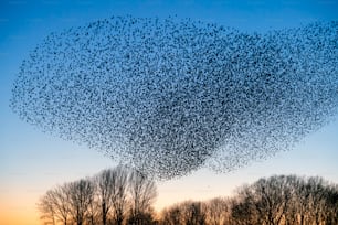 Beautiful large flock of starlings (Sturnus vulgaris), Geldermalsen in the Netherlands. During January and February, hundreds of thousands of starlings gathered in huge clouds.  Starling murmurations!