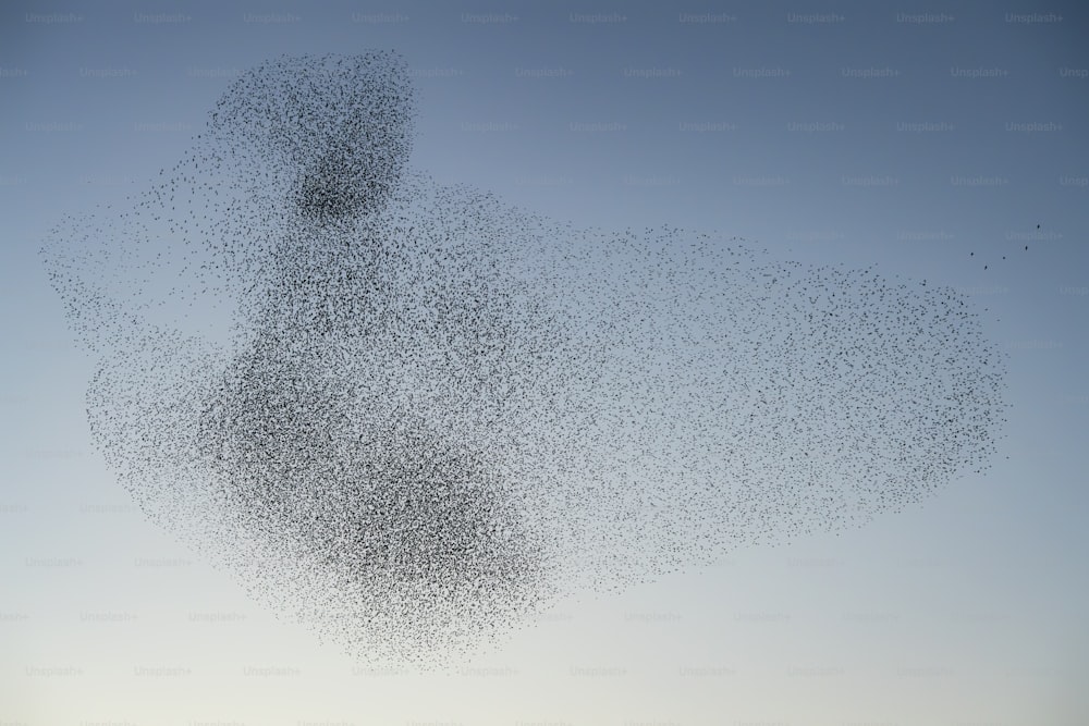 Beautiful large flock of starlings (Sturnus vulgaris), Geldermalsen in the Netherlands. During January and February, hundreds of thousands of starlings gathered in huge clouds.  Starling murmurations!