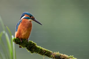 Beautiful and colorful kingfisher (Alcedo atthis) perched on a branch covered in moss, looks toward the water of the river in search of fish to catch.